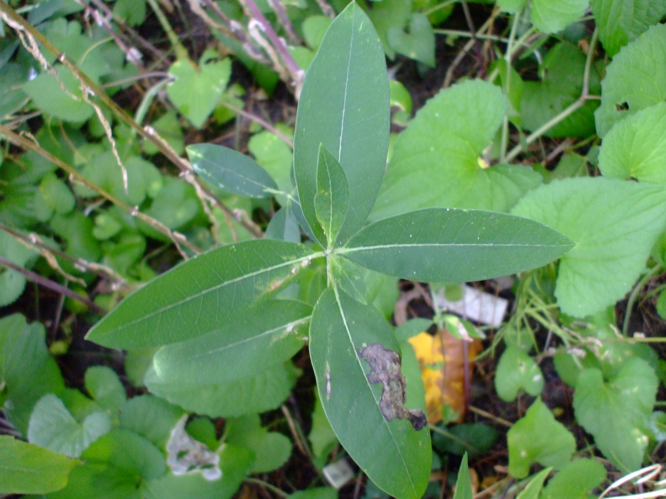 Asclepias sullivantii
